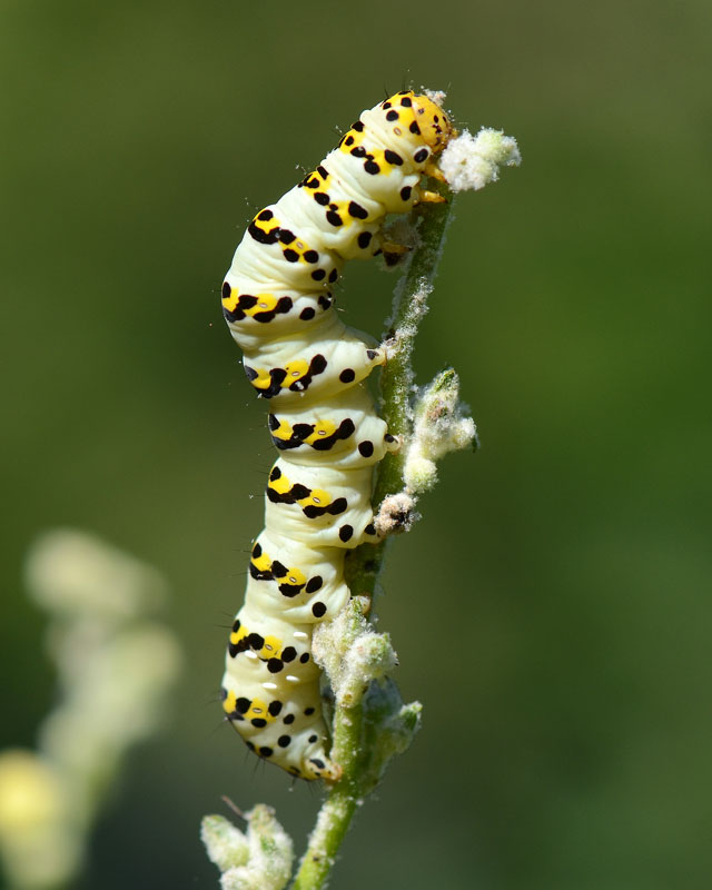 Bruchi da identificare